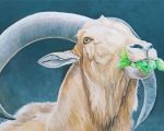 Aoudad Sheep Animal paint by numbers