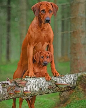 Rhodesian Ridgeback Dogs paint by numbers