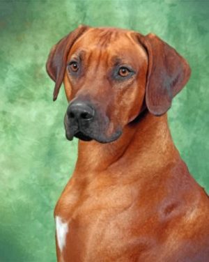 Rhodesian Ridgeback Portrait paint by numbers