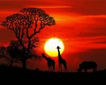 Safari Sunset Illustration paint by numbers