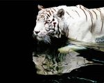 White Tiger Reflection paint by numbers