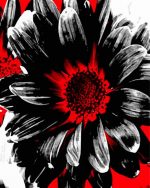 Abstract Red White And Black Daisy paint by numbers