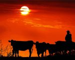 Cows Silhouette paint by numbers