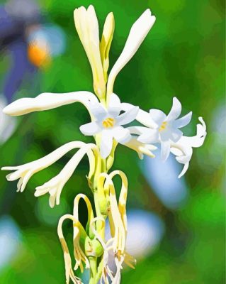 Tuberose paint by numbers