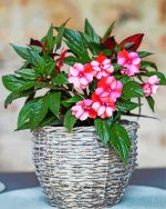 Beautiful Impatiens Flowers Beautiful Impatiens Flowers