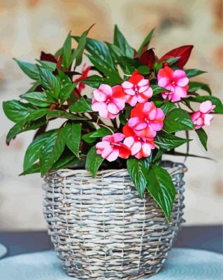 Beautiful Impatiens Flowers Beautiful Impatiens Flowers