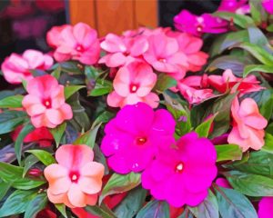 Pink Impatiens Flowers paint by numbers