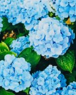 Beautiful Hydrangea paint by numbers