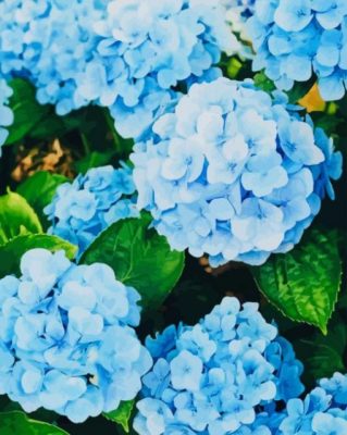 Beautiful Hydrangea paint by numbers