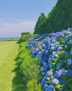 Blue French Hydrangea In Garden paint by numbers