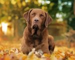 Chesapeake Bay Retriever Dog paint by numbers