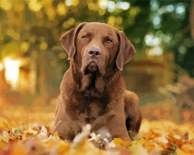 Chesapeake Bay Retriever Dog paint by numbers