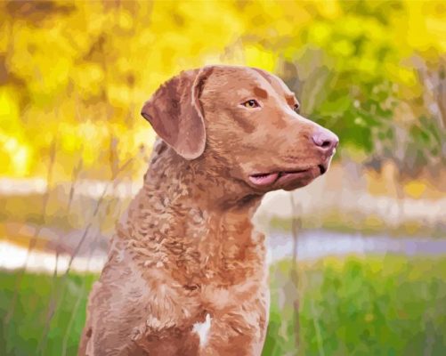 Chesapeake Bay Retriever paint by numbers 