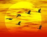 Geese Flying Within Sunset paint by numbers