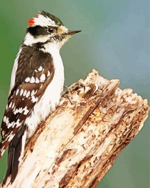 Aesthetic Downy Woodpecker paint by numbers