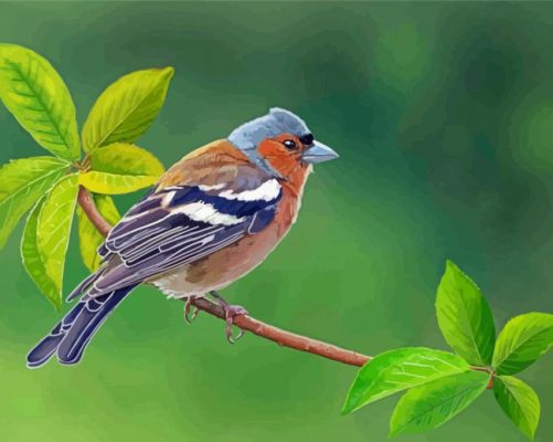 Aesthetic Pinson Bird paint by numbers