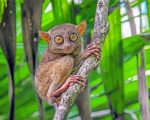 Aesthetic Tarsier Primate paint by numbers