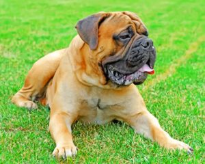 Bullmastiff paint by numbers