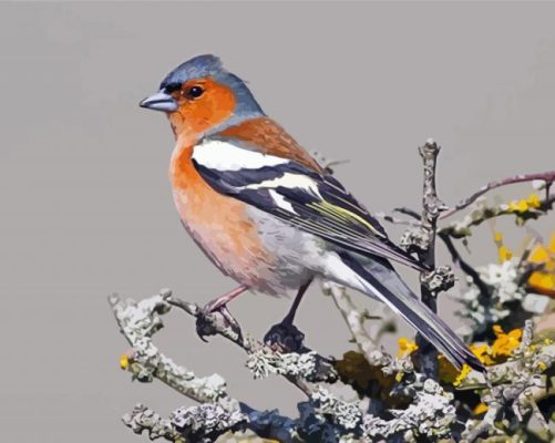 Pinson Art paint by numbers