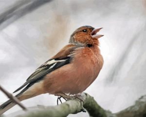 Pinson Bird paint by numbers