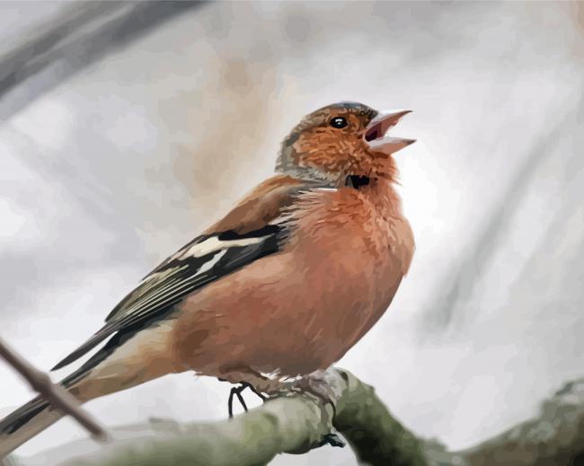 Pinson Bird paint by numbers