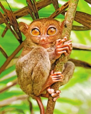 Tarsier Primate paint by numbers