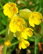 Cowslips Paint By Numbers