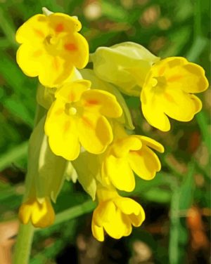 Cowslips Paint By Numbers