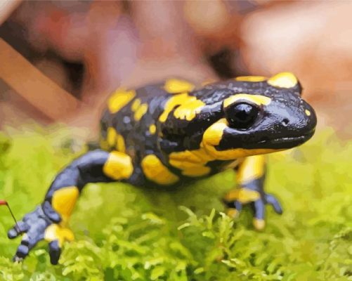 Salamander Art Paint By Numbers 