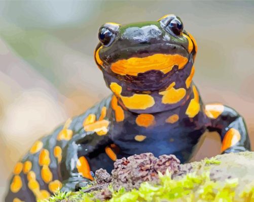 Salamander Paint By Numbers 