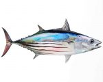 Skipjack Tuna Paint By Numbers