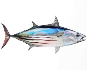Skipjack Tuna Paint By Numbers