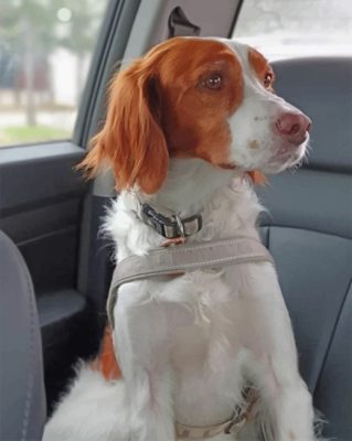 Brittany Spaniel Dog Paint By Numbers 