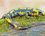 Salamander Amphibian Paint By Numbers