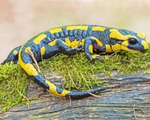 Salamander Amphibian Paint By Numbers