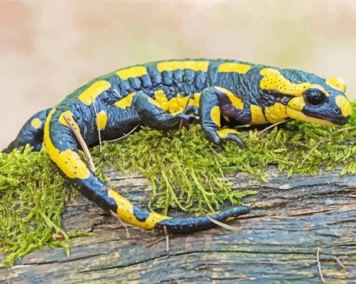 Salamander Amphibian Paint By Numbers