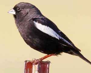 Lark Bunting Bird Paint By Numbers