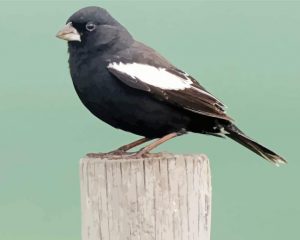 Lark Bunting Paint By Numbers