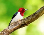 Red Headed Woodpecker Bird Paint By Numbers