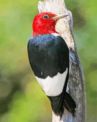 Red Headed Woodpecker Paint By Numbers