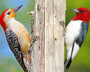 Red Headed Woodpeckers Paint By Numbers