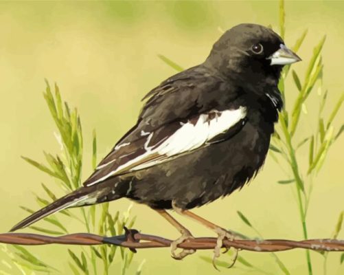 Aesthetic Lark Bunting Paint By Numbers