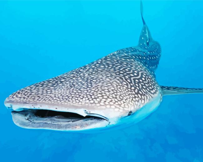 Whale shark Paint By Numbers