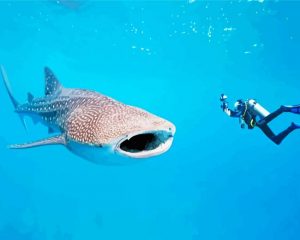 Tiburon Ballena Paint By Numbers