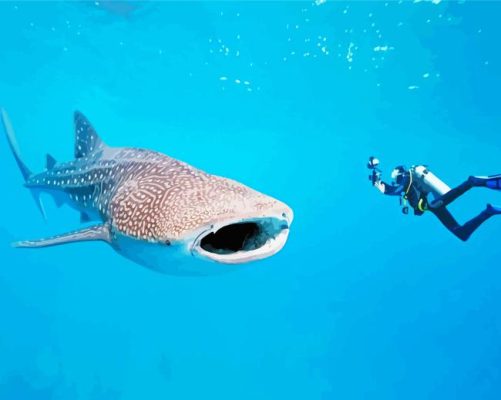 Tiburon Ballena Paint By Numbers