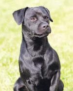 Black Patterdale Terrier Paint By Numbers