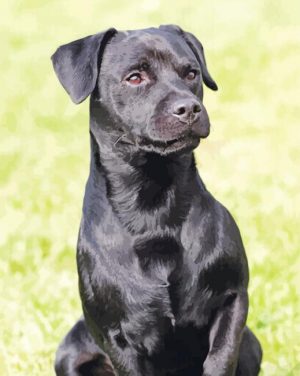 Black Patterdale Terrier Paint By Numbers
