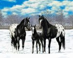 Black Appaloosa Family Paint By Numbers