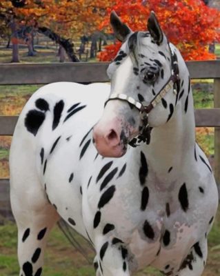 Leopard Black Appaloosa Horse Paint By Numbers 