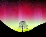 Aurora Sycamore Gap Paint By Numbers